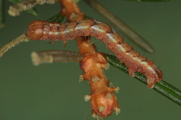 Hylaea fasciaria f. fasciaria: Bild 38
