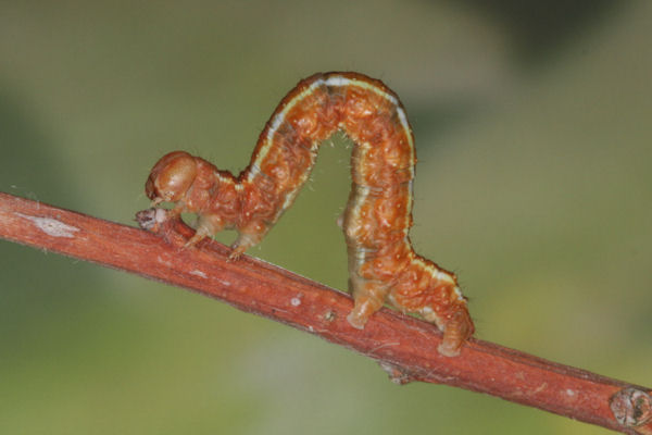 Hylaea fasciaria f. fasciaria: Bild 39
