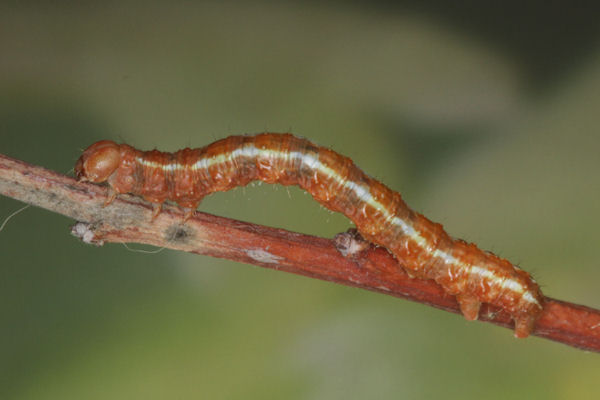Hylaea fasciaria f. fasciaria: Bild 40
