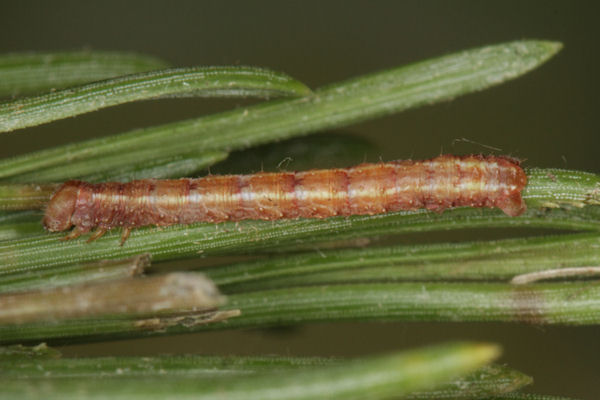 Hylaea fasciaria f. fasciaria: Bild 23