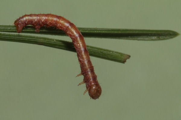 Hylaea fasciaria f. fasciaria: Bild 17