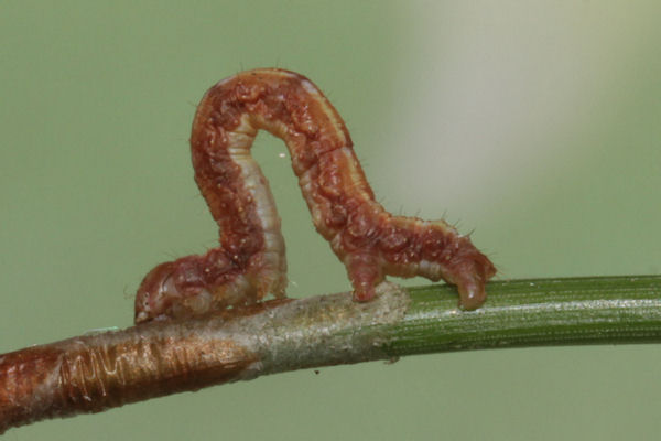Hylaea fasciaria f. fasciaria: Bild 18