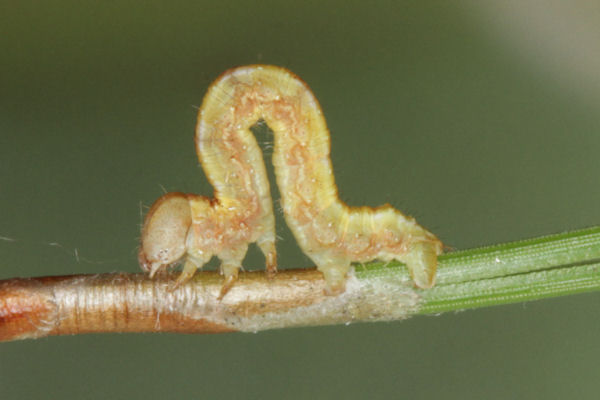 Hylaea fasciaria f. fasciaria: Bild 25