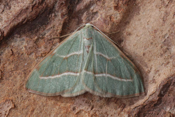 Hylaea fasciaria f. fasciaria: Bild 3