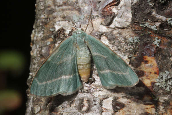 Hylaea fasciaria f. fasciaria: Bild 5
