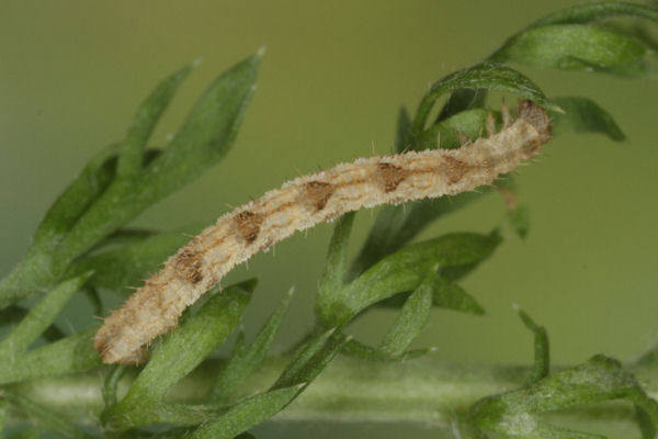 Eupithecia subfuscata: Bild 57