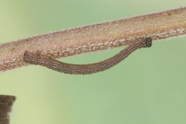 Idaea sericeata: Bild 7