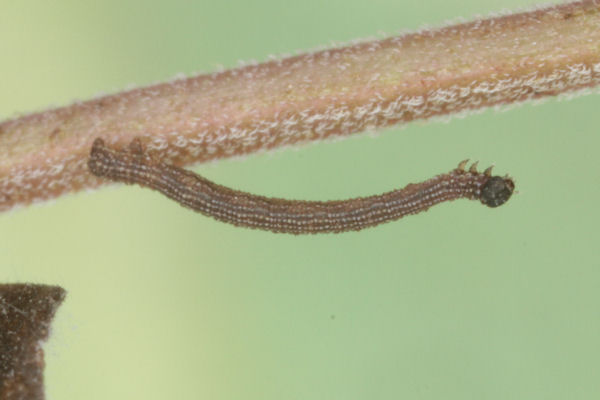 Idaea sericeata: Bild 8