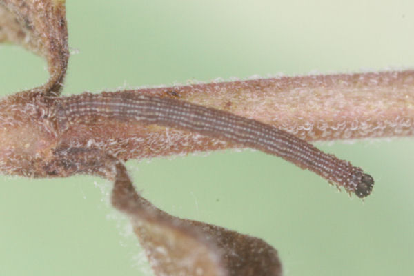 Idaea sericeata: Bild 10