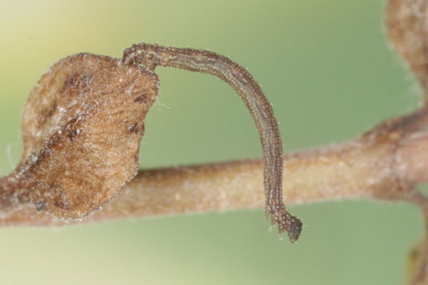 Idaea sericeata: Bild 11