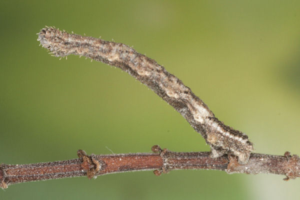 Idaea sericeata: Bild 34