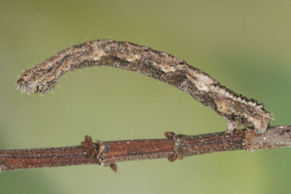 Idaea sericeata: Bild 35