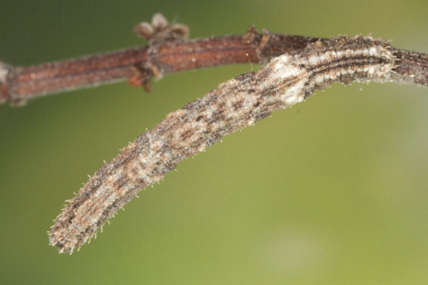 Idaea sericeata: Bild 36