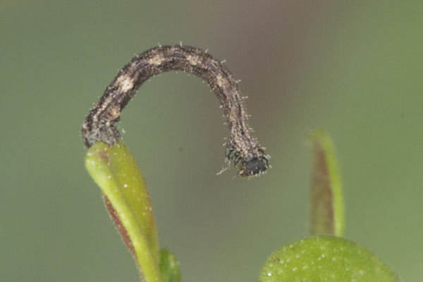 Idaea sericeata: Bild 30