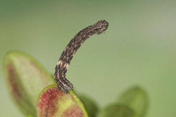 Idaea sericeata: Bild 31