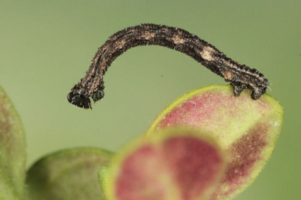 Idaea sericeata: Bild 32