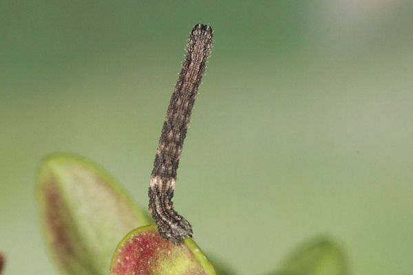 Idaea sericeata: Bild 33