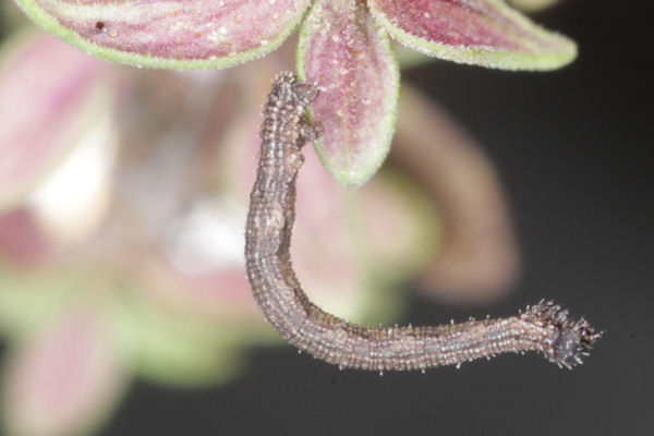 Idaea sericeata: Bild 20