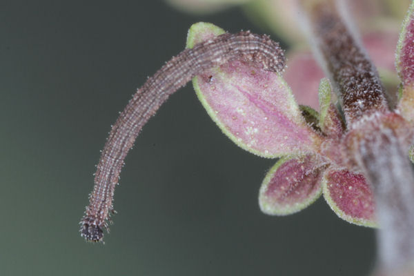 Idaea sericeata: Bild 21