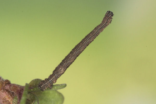 Idaea sericeata: Bild 23