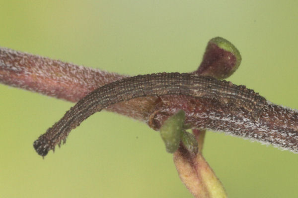 Idaea sericeata: Bild 26