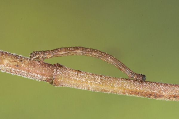 Idaea sericeata: Bild 27