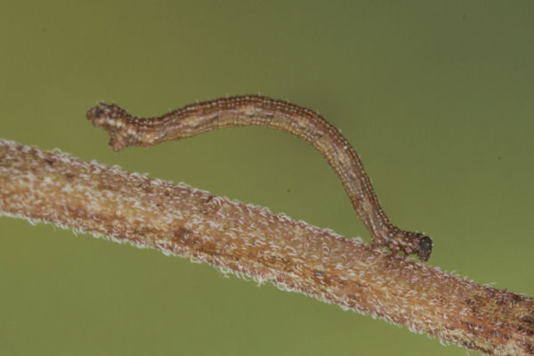 Idaea sericeata: Bild 29