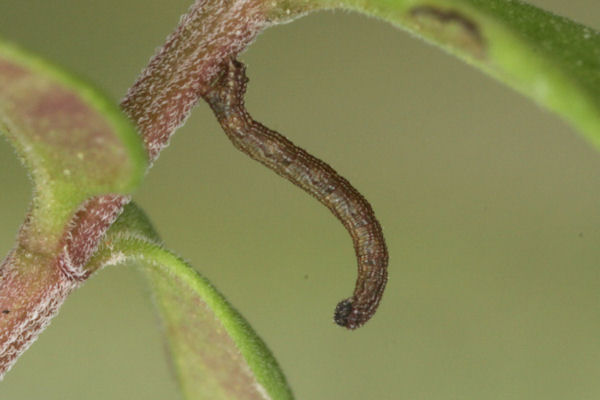 Idaea sericeata: Bild 12