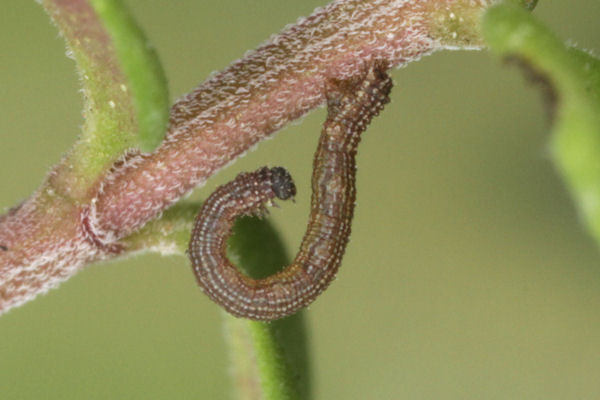 Idaea sericeata: Bild 13