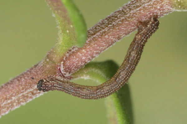 Idaea sericeata: Bild 14