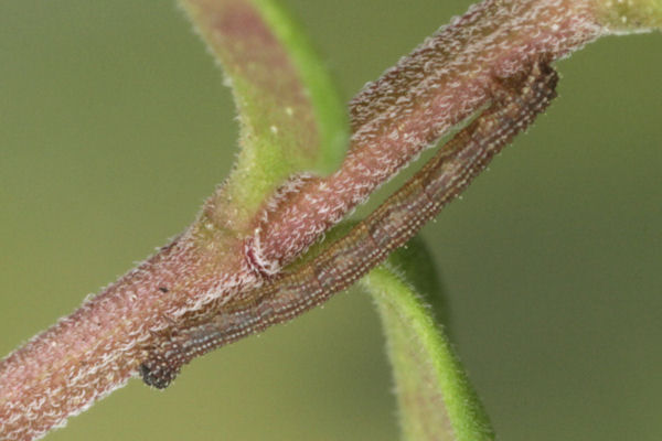 Idaea sericeata: Bild 15