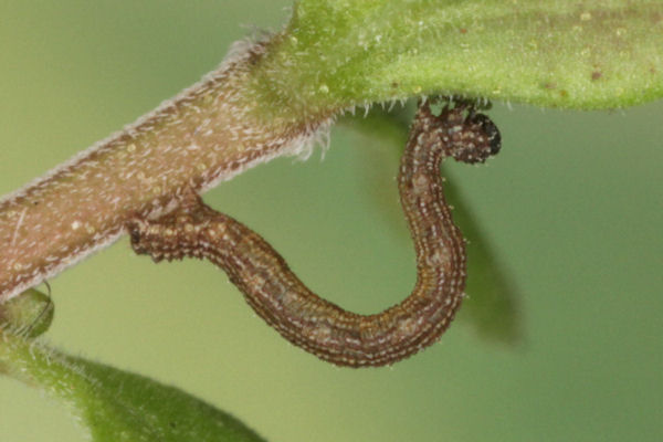 Idaea sericeata: Bild 16