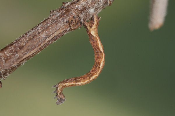 Idaea deversaria: Bild 45