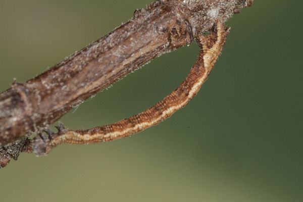 Idaea deversaria: Bild 46