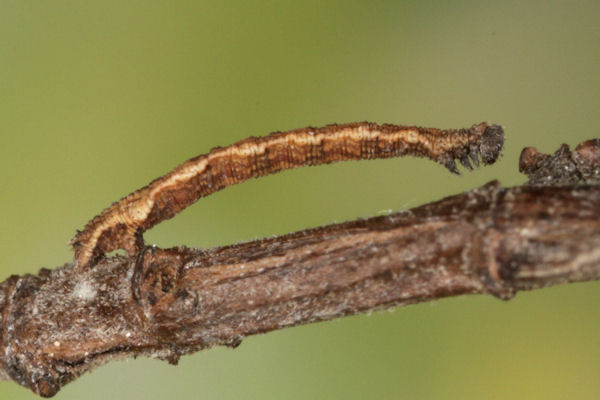 Idaea deversaria: Bild 47