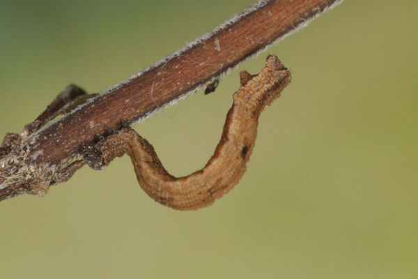 Idaea deversaria: Bild 29