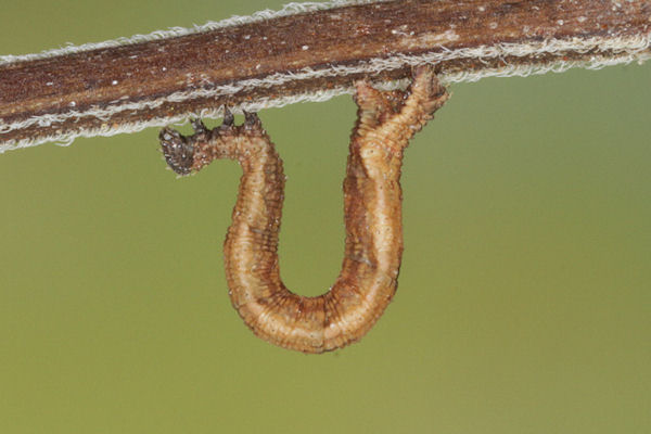 Idaea deversaria: Bild 30