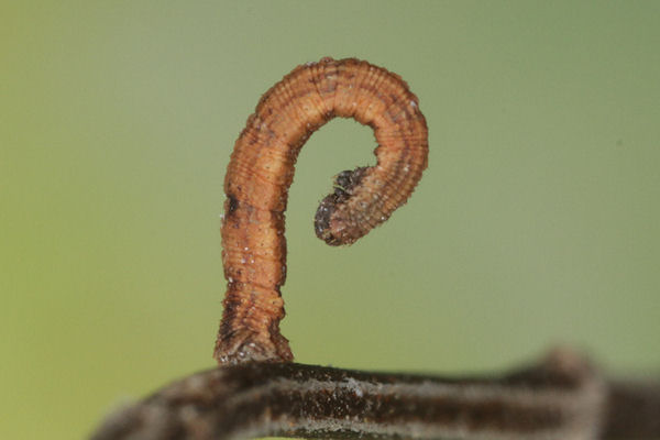 Idaea deversaria: Bild 31