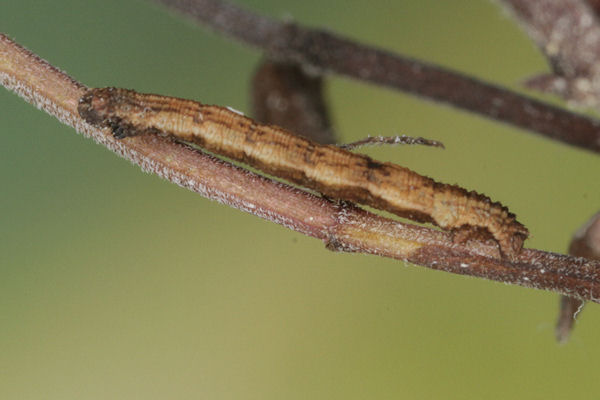 Idaea deversaria: Bild 32