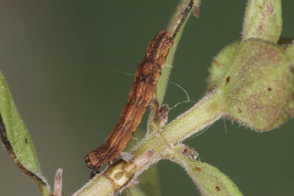 Idaea deversaria: Bild 34