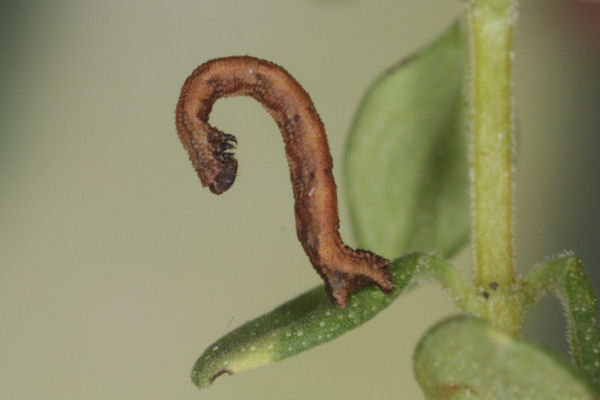 Idaea deversaria: Bild 22