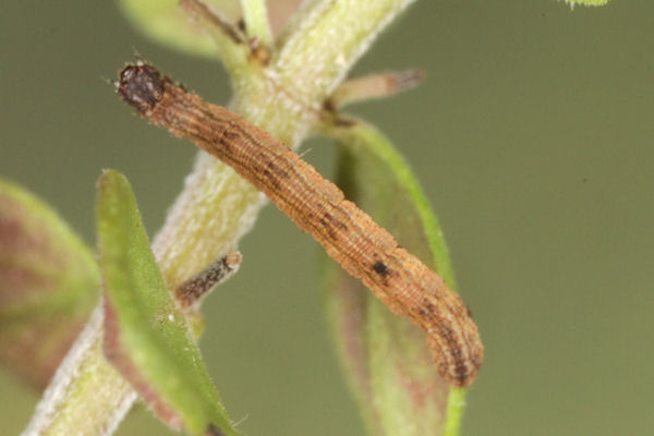 Idaea deversaria: Bild 24