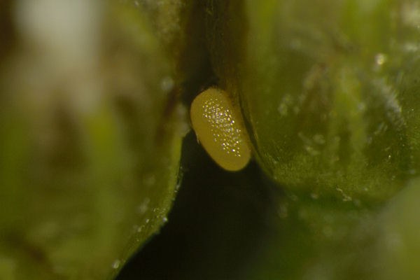Eupithecia absinthiata: Bild 6