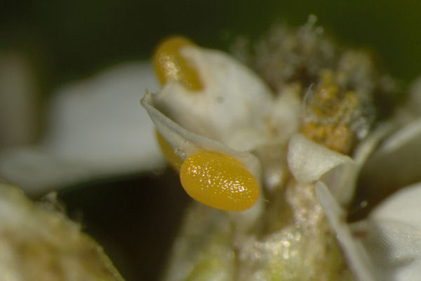 Eupithecia absinthiata: Bild 7