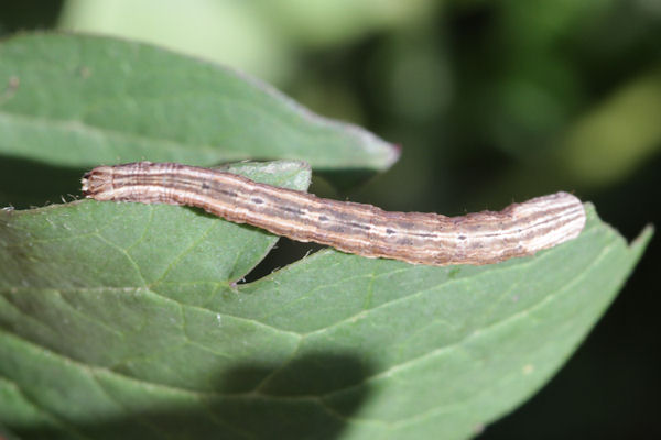 Melanthia procellata: Bild 23