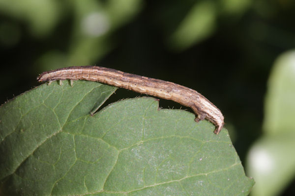 Melanthia procellata: Bild 25