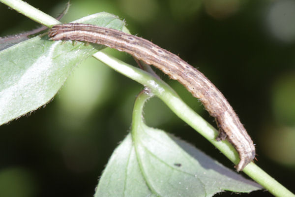 Melanthia procellata: Bild 27