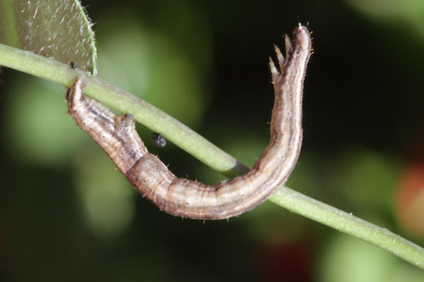 Melanthia procellata: Bild 28