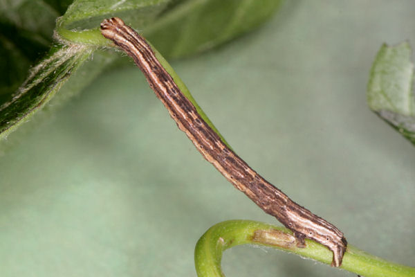 Melanthia procellata: Bild 33