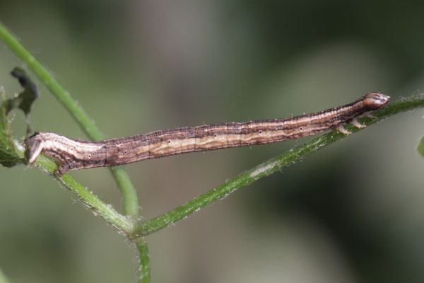 Melanthia procellata: Bild 36